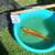 koi fish, fruit trees, and equipment 11 thumbnail