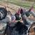 Turkeys 2 thumbnail