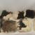 (12) Rabbit Skin Pouches and 7 Burgundy and (1)Green Dyed Rabbit Hides 2 thumbnail