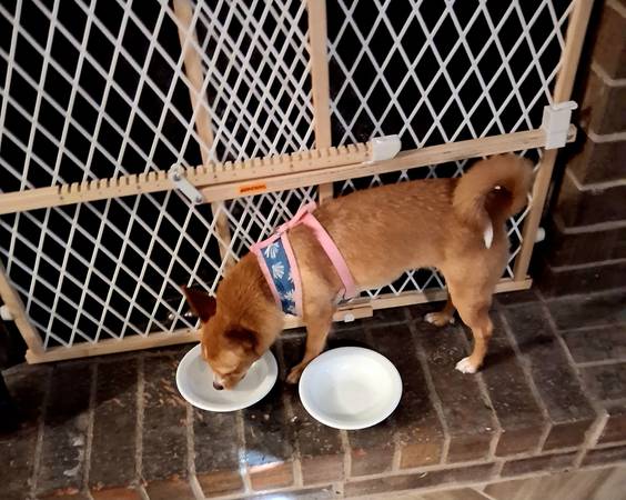 Girl Dog (Killeen)63839344099329123