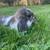 Lop Bunnies for Sale 1 thumbnail