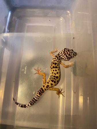 Geckos y Serpiente63660366599171120