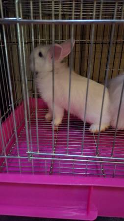 Little cages(multiple colors) - $20 (Hemet) - $20 (Hemet)63471082625539123