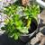 Jade plants 4 thumbnail