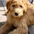 Golden Doodle 2 thumbnail