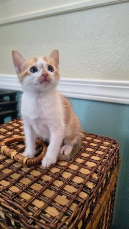 litter trained! (McKenna)552141073825802246
