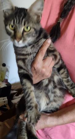 Found young tabby cat (South Sacramento)63848874452225120