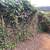 Garden care 4 thumbnail
