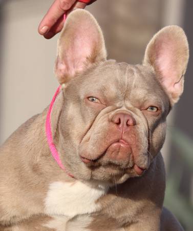 Rehoming French Bulldog 1