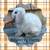 Bunnies Available - Mini Plush Lop 2 thumbnail