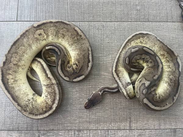 Ball python collection63844236348931122