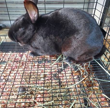 New Zealand Rabbits (Huntsville)63839342915585120