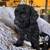 Miniature poodle puppies 1 thumbnail