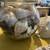 Harley D, Candy jars, Tons of sea shells, Glass set,Carousel 6 thumbnail