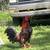 Gamefowl 1 thumbnail