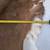 Whitetail Deer Hide Tanned Fur Deerskin Buckskin 4 Different 6 thumbnail
