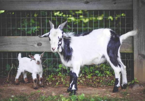 Handsome Nigerian Dwarf Buck Goat 1