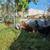 Easter Egger Pullets Chickens in Tempe 3 thumbnail