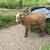 Fainting Goat kids 7 thumbnail