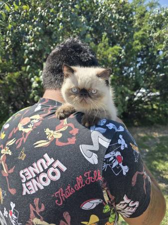 ESH kittens (Gatesville)63839344426369120