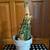 Cactus  House Plant 3 thumbnail