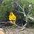 JOSE TREE CARE  SERVICE___________________________ALL SAN JOSE ,N 7 thumbnail