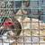 Muscovy ducks 1 thumbnail
