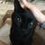 Friendly Rescue Cat Looking for a Home (North Wilmington) 4 thumbnail