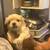 600 Maltipoo female 1 thumbnail