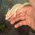 Geckos 2 thumbnail