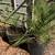 Canary Island Palm Tree / Dwarf Owari Satsuma Mandarin Tree 2 thumbnail