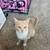 cream kitten 3 thumbnail
