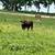 Shorthorn Bull 2 thumbnail