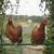 Chickens Young Hen Pullet, 27 Kind, Rio Grande Turkey & Guinea Fowl 17 thumbnail