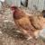 Laying hens 3 thumbnail