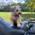 Mini schnauzer 9 thumbnail