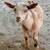 Registered Nigerian Dwarf Buckling 4 thumbnail