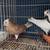 high flyer Pigeons 1 thumbnail
