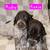 German Short-haired Pointer 19 thumbnail