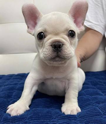 french bulldogpuppies (702-847-five473)63482160326017120