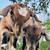 Weaned Kiko Goat Kids - Doelings & Bucklings - Pasco County FL 1 thumbnail