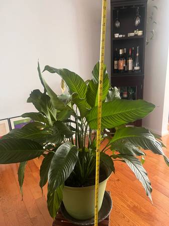 Peace lily for sale 1