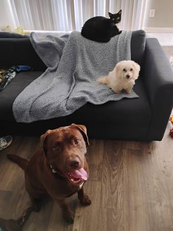 Large Beautiful Chocolate Lab Dog (Jacksonville)63682121311747120