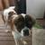 Pure Bred St. Bernard 1 thumbnail