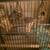 13 hand raised and bred society finches and cages 4 thumbnail