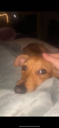 Rehoming chiweenie (Vancouver)63895727121026121