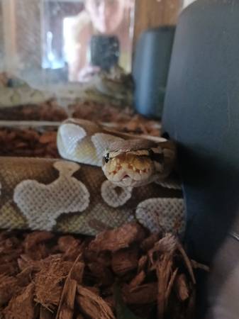 Butter Ball Python 1
