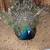 Peacocks 1 thumbnail