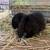 Mini Lop 2 thumbnail