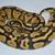 Ball Python Collection 14 thumbnail